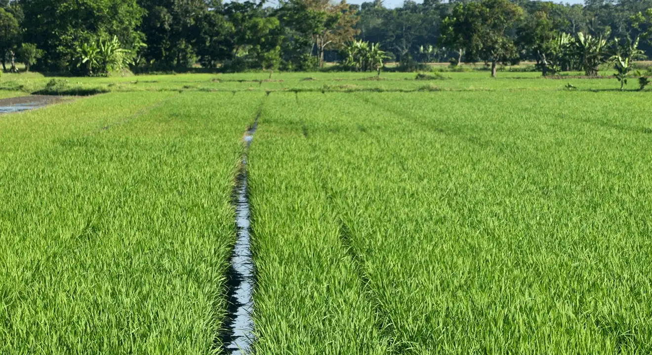 Granular Urea spread over a paddy field