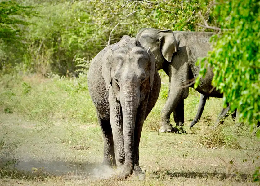 Elephant in a national park