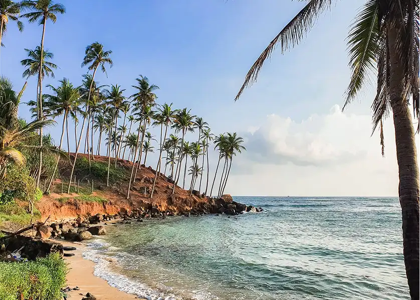 Southern coast palm-lined beach